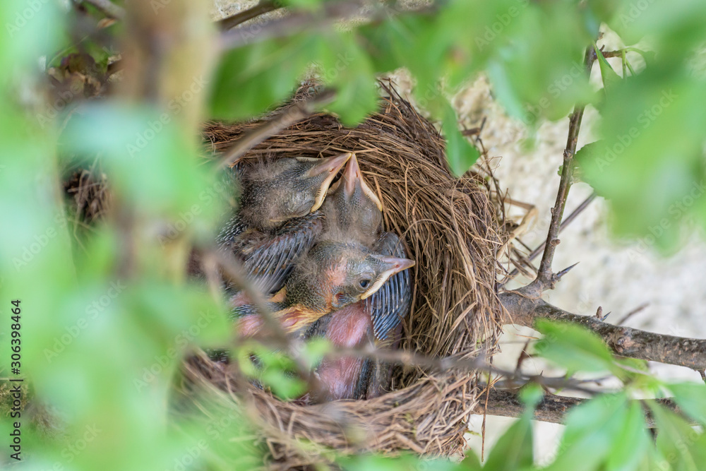 Blackbird nest | Amselnest