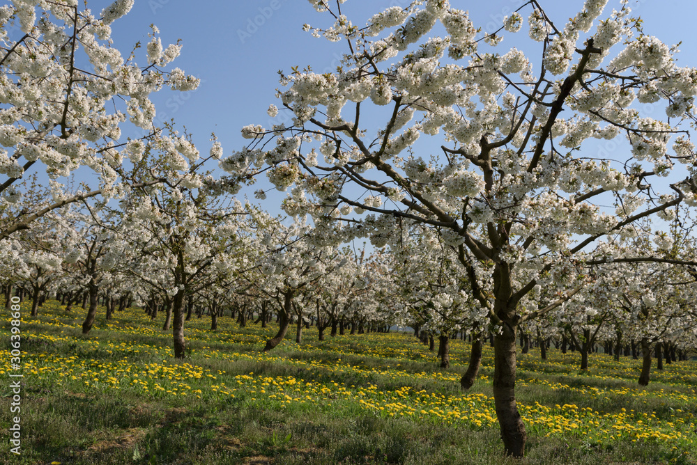 Sweet cherry | Süßkirsche Sweet cherry | Süßkirsche