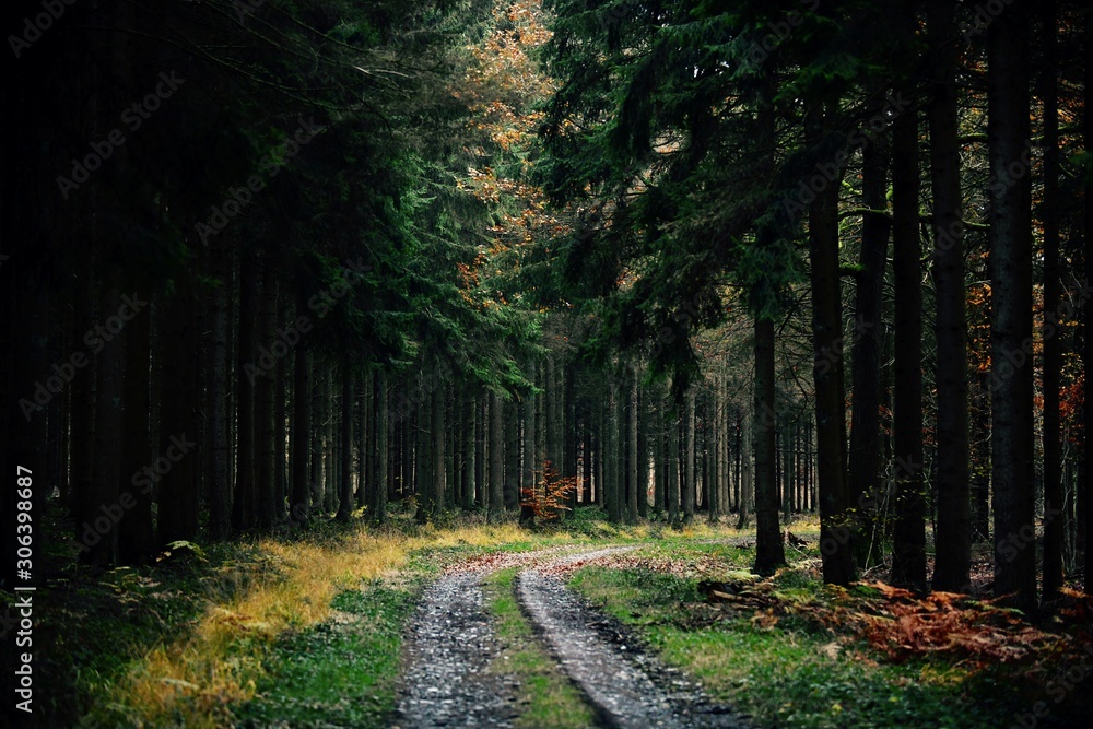 Fototapeta premium road in the forest