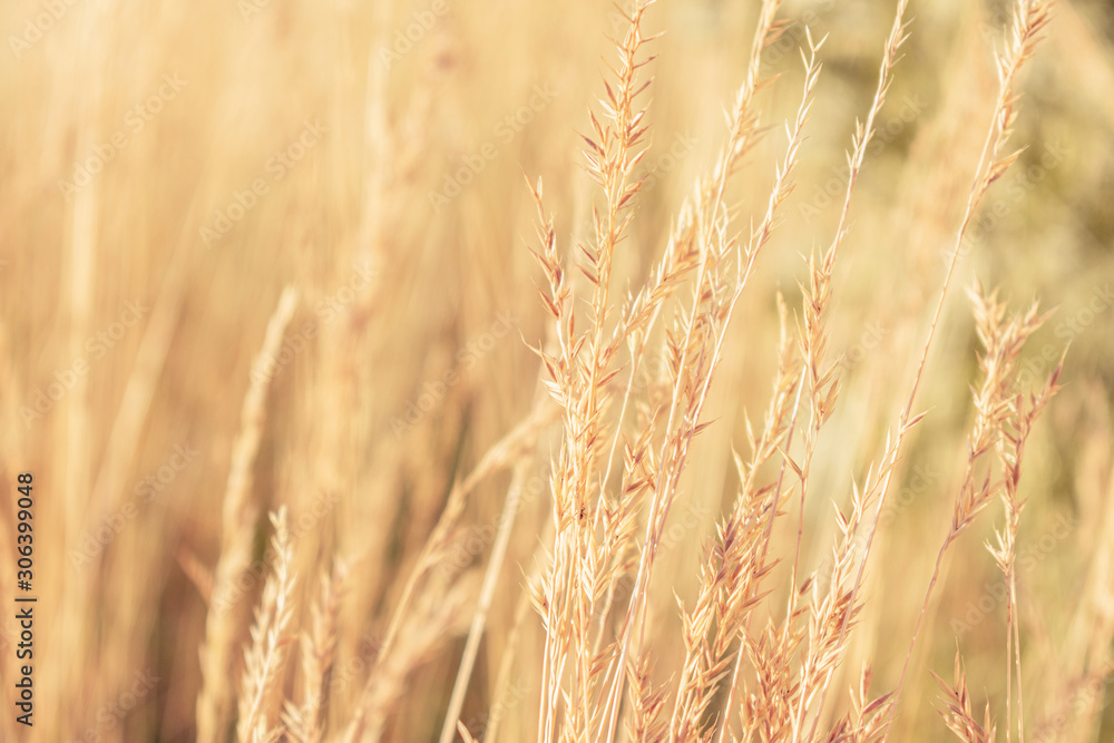 Fototapeta premium Sunrise, yellow grass in the foreground, closeup, toned