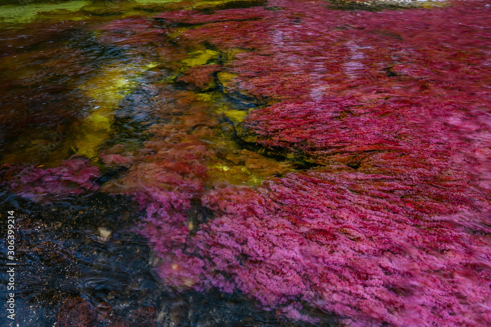 The rainbow river or five colors river is in Colombia one of the most ...