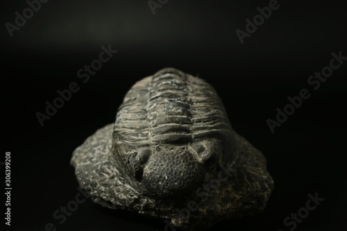 Trilobite fossil stone on black background.