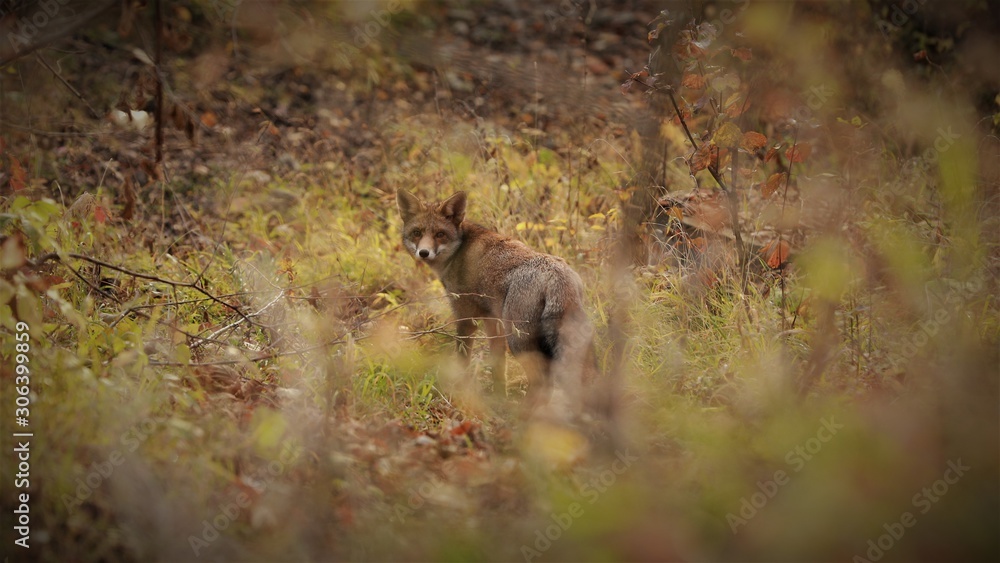 fox in the woods