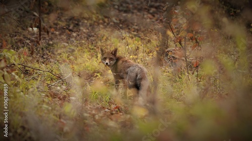 fox in the woods © MC_Popa