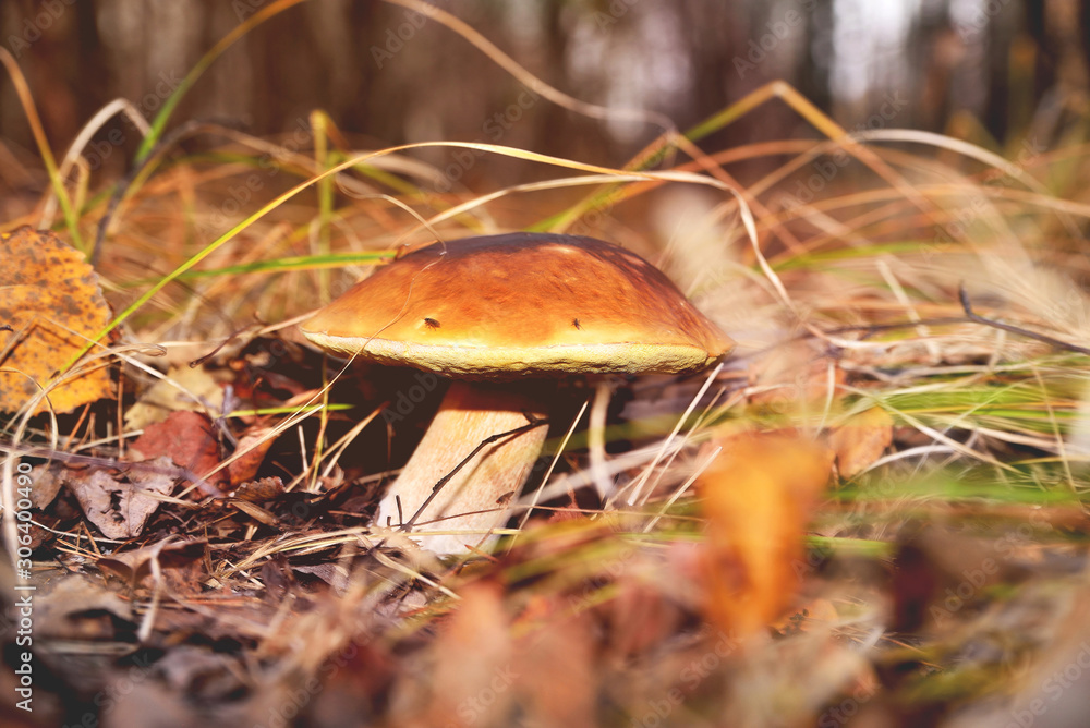 Natural white mushroom growing in a forest in the grass and old withered leaves. Edible mushroom with a brown hat, sunny flare autumn day Natural white mushroom growing in a forest in the grass and old withered leaves. Edible mushroom with a brown hat, sunny flare autumn day