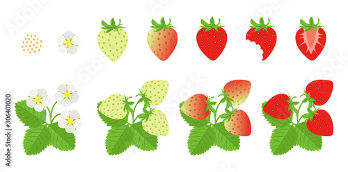 Fototapeta Naklejka Na Ścianę i Meble -  Strawberry plant growth illustration