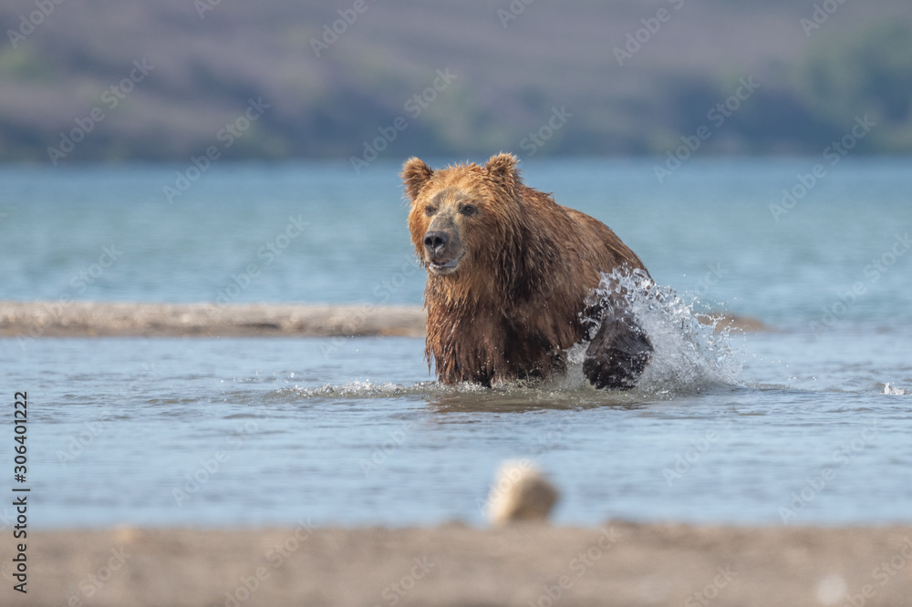 Ruling the landscape, brown bears of Kamchatka (Ursus arctos beringianus) Ruling the landscape, brown bears of Kamchatka (Ursus arctos beringianus)