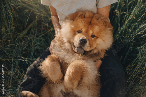 chow chow dog lying on the back in owners lap
