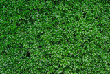 Close-up of bright green foliage boxwood Buxus sempervirens as the perfect natural backdrop for any  theme. Boxwood wall in natural conditions. Selective focus