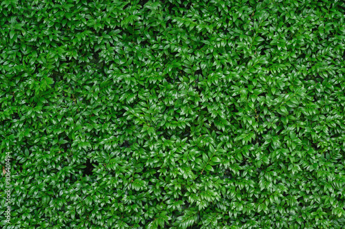 Close-up of bright green foliage boxwood Buxus sempervirens as the perfect natural backdrop for any  theme. Boxwood wall in natural conditions. Selective focus