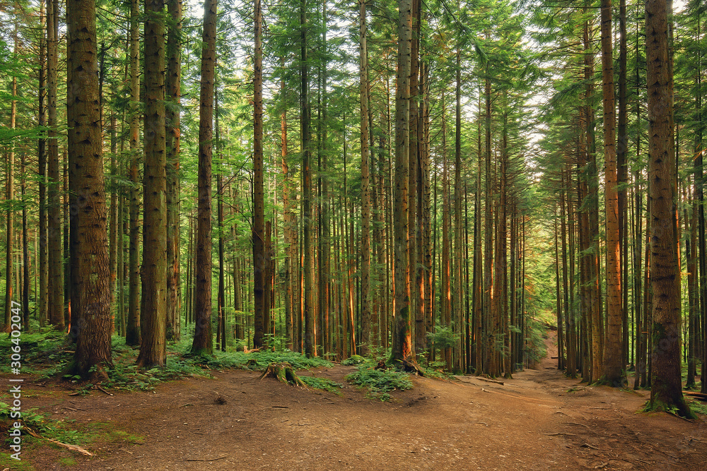 Obraz premium Path through the pine forest, natural outdoor background