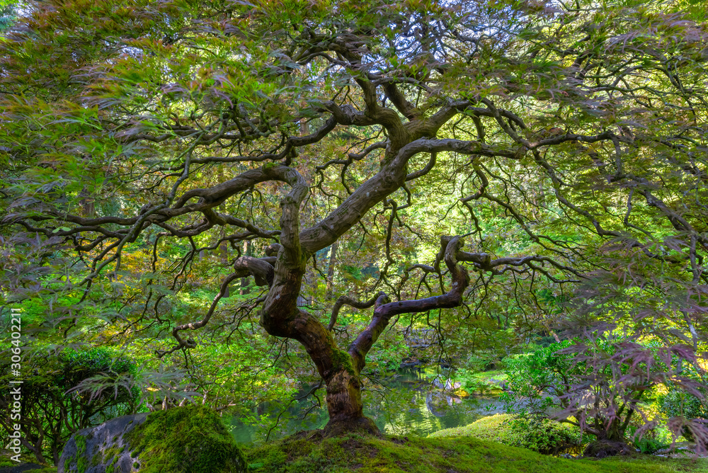 Beautiful Japanese Maple Tree with lush green leaves Beautiful Japanese Maple Tree with lush green leaves
