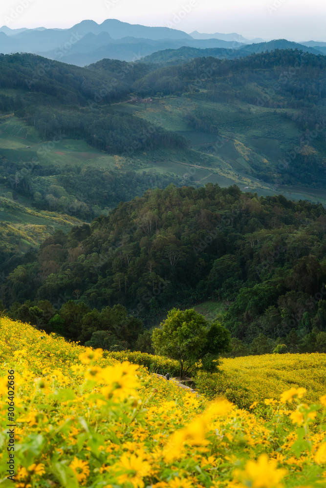 Tung Bua Tong, Mexican Sunflower famous destination at Maehongson, Thailand.