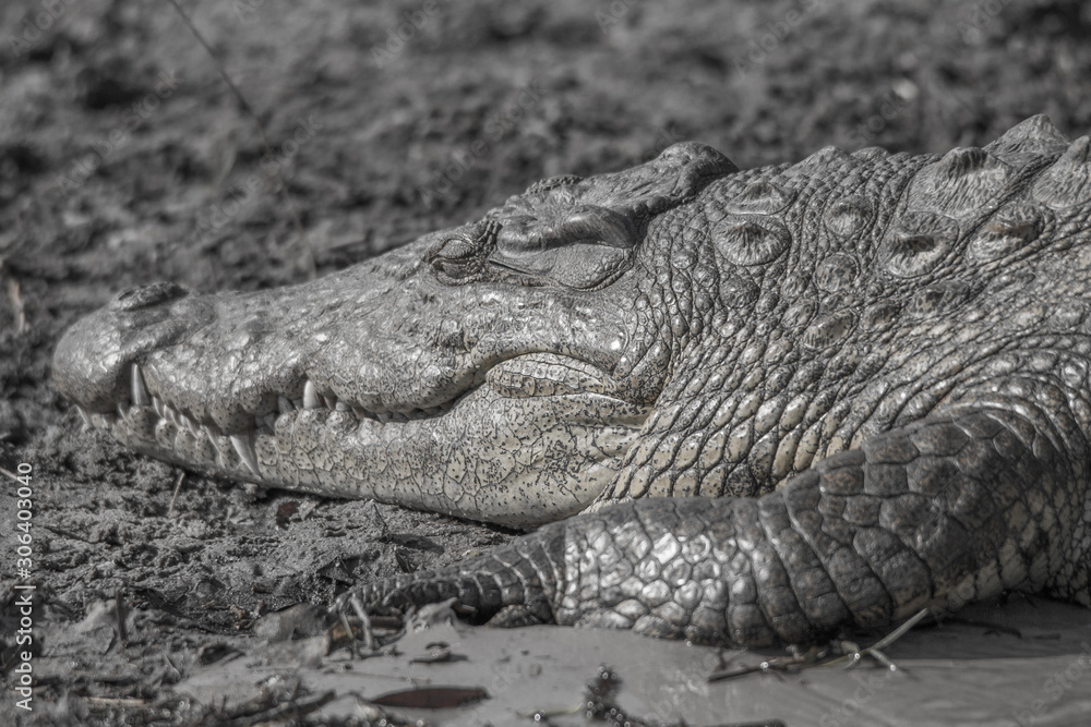 Fototapeta premium Nile crocodile at chobe river, Botswana, Africa