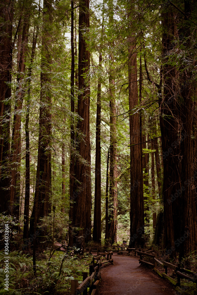 Fototapeta premium trees in the forest