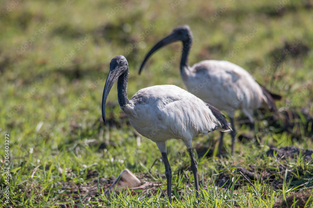 African sacred ibis foraging at the banks of chobe river, Botswana, Africa African sacred ibis foraging at the banks of chobe river, Botswana, Africa