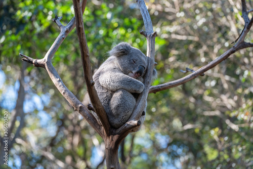Photography The young koala bear rest sleeping on tree in daytime. Australia.