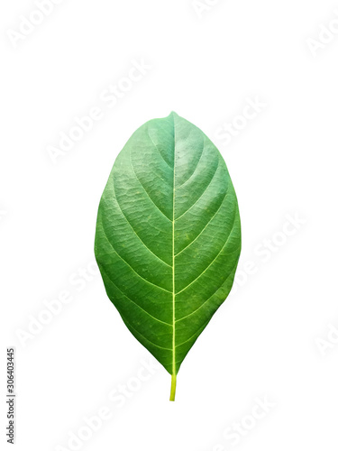 jackfruit leaf on white background.