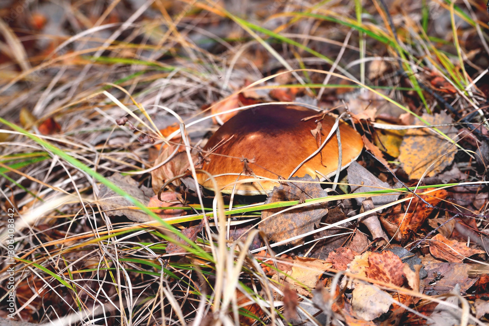 Natural white mushroom growing in a forest in the grass and old withered leaves. Edible mushroom with a brown hat Natural white mushroom growing in a forest in the grass and old withered leaves. Edible mushroom with a brown hat