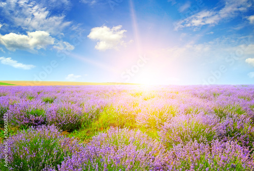 Beautiful lavender field at sunset. © alinamd
