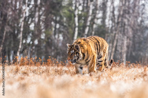Siberian Tiger running. Beautiful, dynamic and powerful photo of this majestic animal. Set in environment typical for this amazing animal. Birches and meadows © vaclav