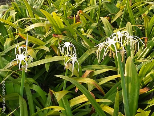 White spider lily flowers blooming at early sunny morning.