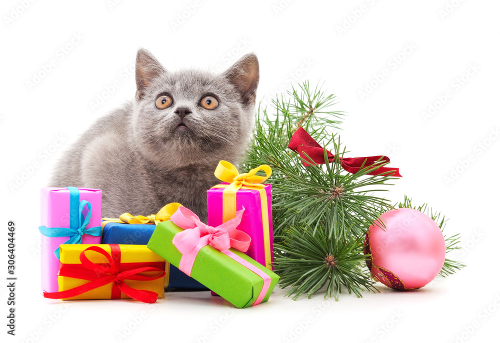 Gray kitten with a gifts. Gray kitten with a gifts.