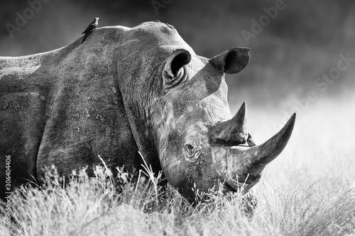 White rhinoceros, rhino bull portrait , highly focused and alerted in tall grass. Black and white. Ceratotherium simum