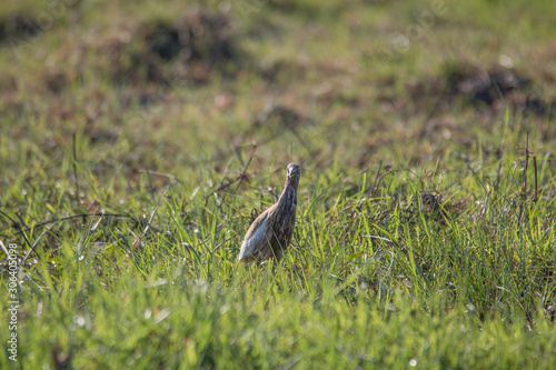 Squacco heron in the grassland, Chobe riverfront, Botswana, Africa © Tim on Tour