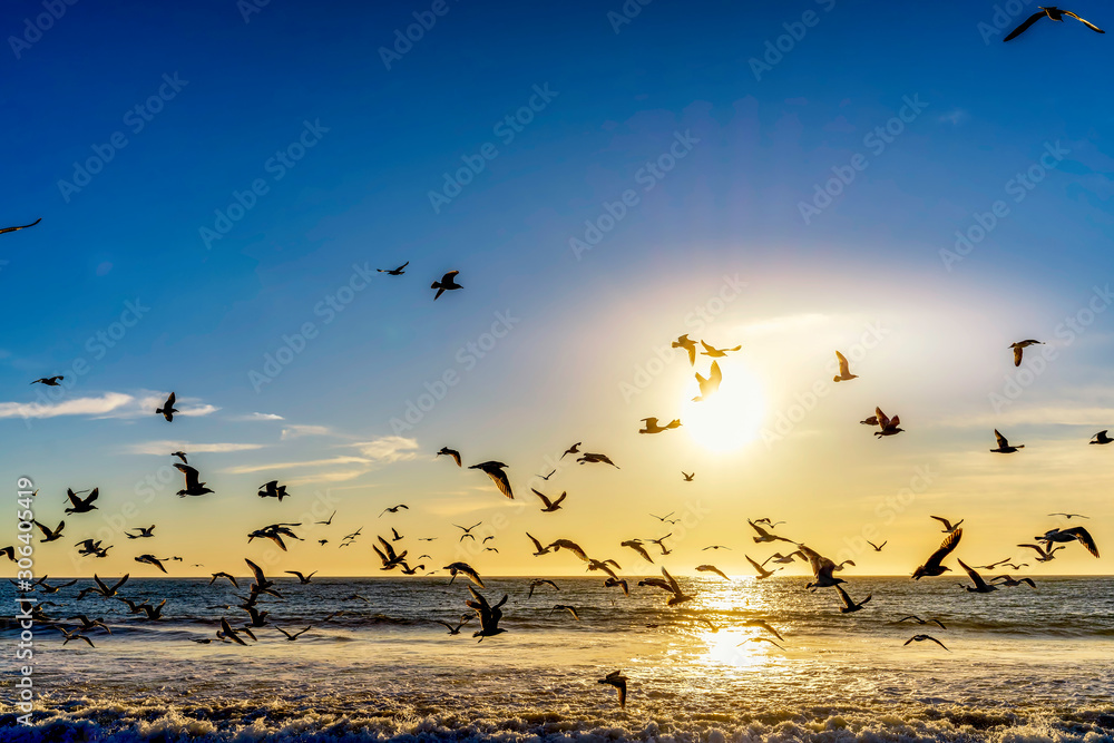 Fototapeta premium flock of seagulls on the beach
