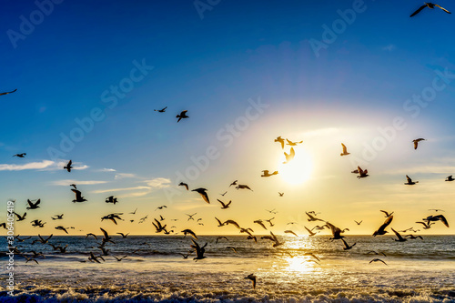 flock of seagulls on the beach © Mark