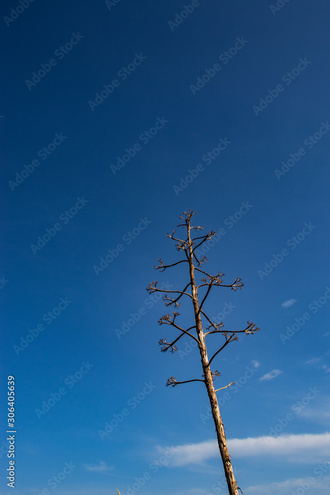Rotten dead brown tree leafless standing against the blue sky Rotten dead brown tree leafless standing against the blue sky