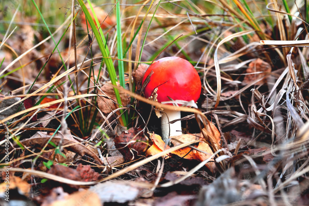 Poisonous inedible toxic mushroom fly agaric in the natural environment, autumn forest, green moss, grass, dead leaves, tinting, sunny day, blur Poisonous inedible toxic mushroom fly agaric in the natural environment, autumn forest, green moss, grass, dead leaves, tinting, sunny day, blur