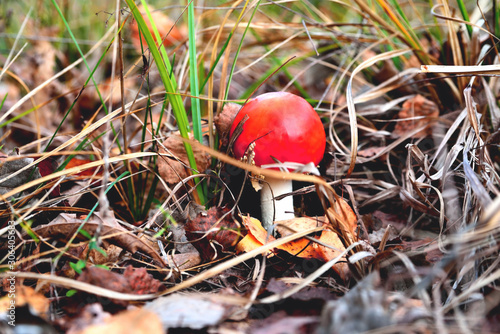 Poisonous inedible toxic mushroom fly agaric in the natural environment, autumn forest, green moss, grass, dead leaves, tinting, sunny day, blur