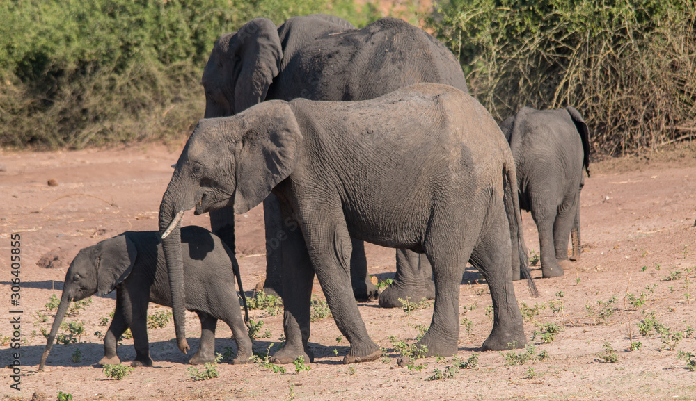 Fototapeta premium Elephants at the chobe river, Botswana, Africa
