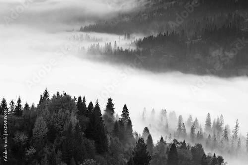 wonderful black - white mountains image, trees in morning fog, beautiful autumn scene, monochromatic amazing nature background, Carpathian mountains, Ukraine, europe