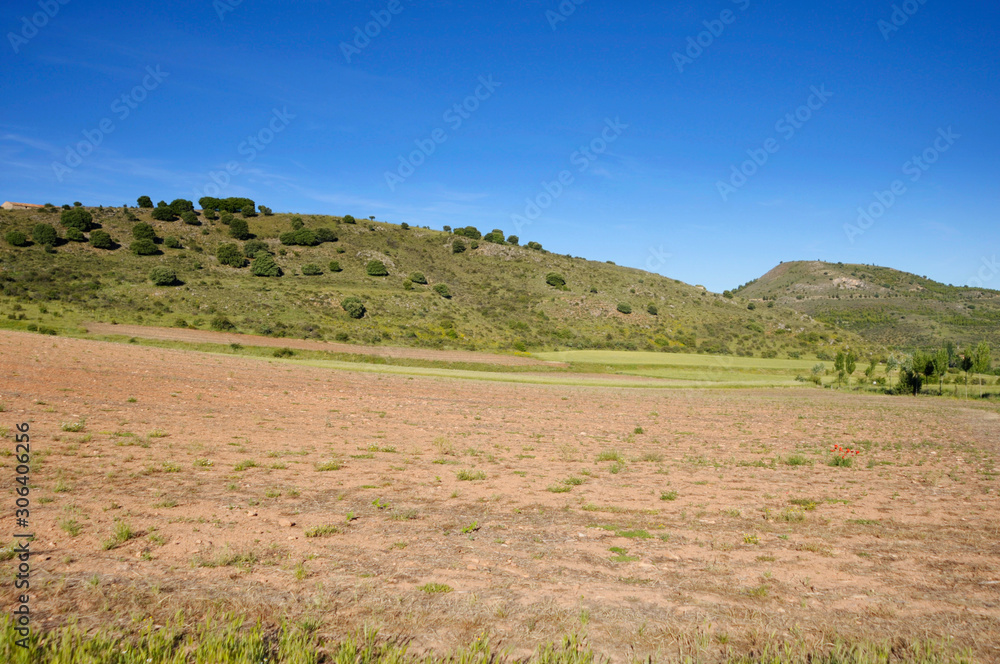 Green field and flat cereal in spring with hills on the sides on a sunny day with clear blue sky
