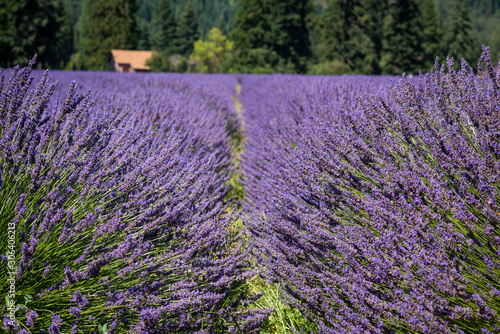 Row of Lavender flowers and bees from a farm in Oregon