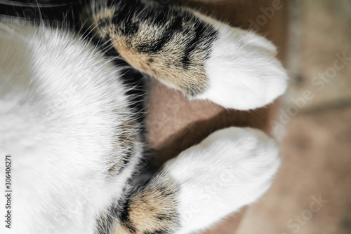 Cute Cat Paws Close Up