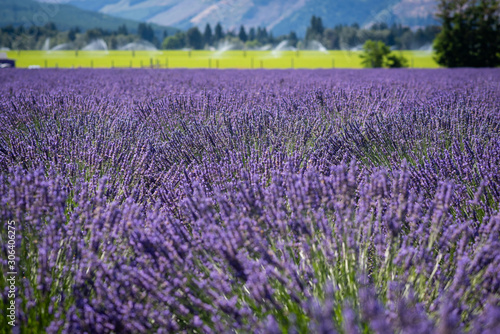 Field of Lavender being pollinated by bees in Oregon