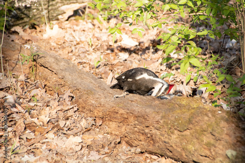 Pileated woodpecker