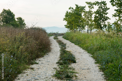 A fragment of a dirt country road with a white rubble coating on the top of the mountain. Grass  flowers and trees grow on the side of the road.