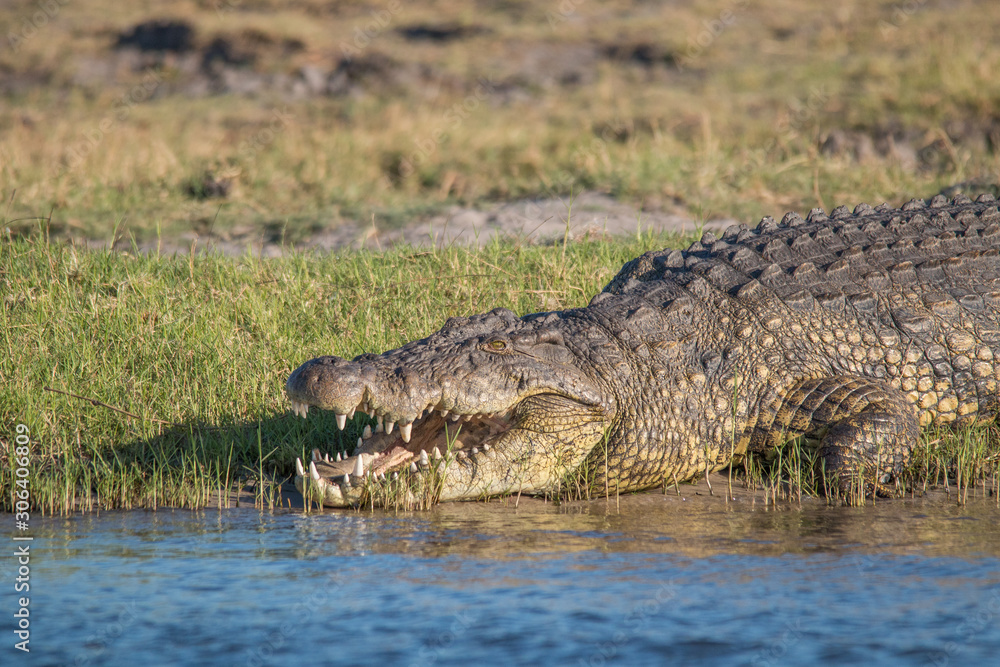 Fototapeta premium Nile crocodile at the chobe river, Botswana, Africa