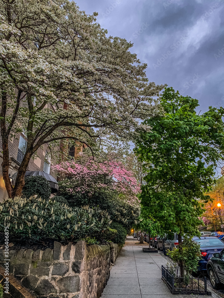 tree in the garden