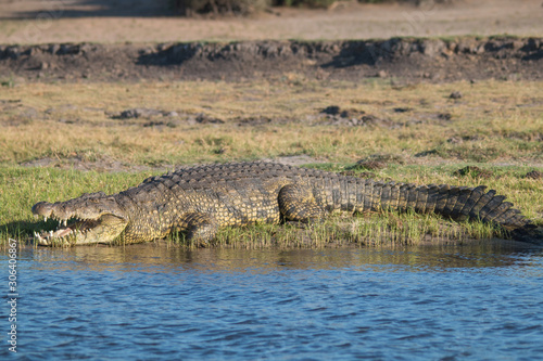 Nile crocodile at the chobe river, Botswana, Africa