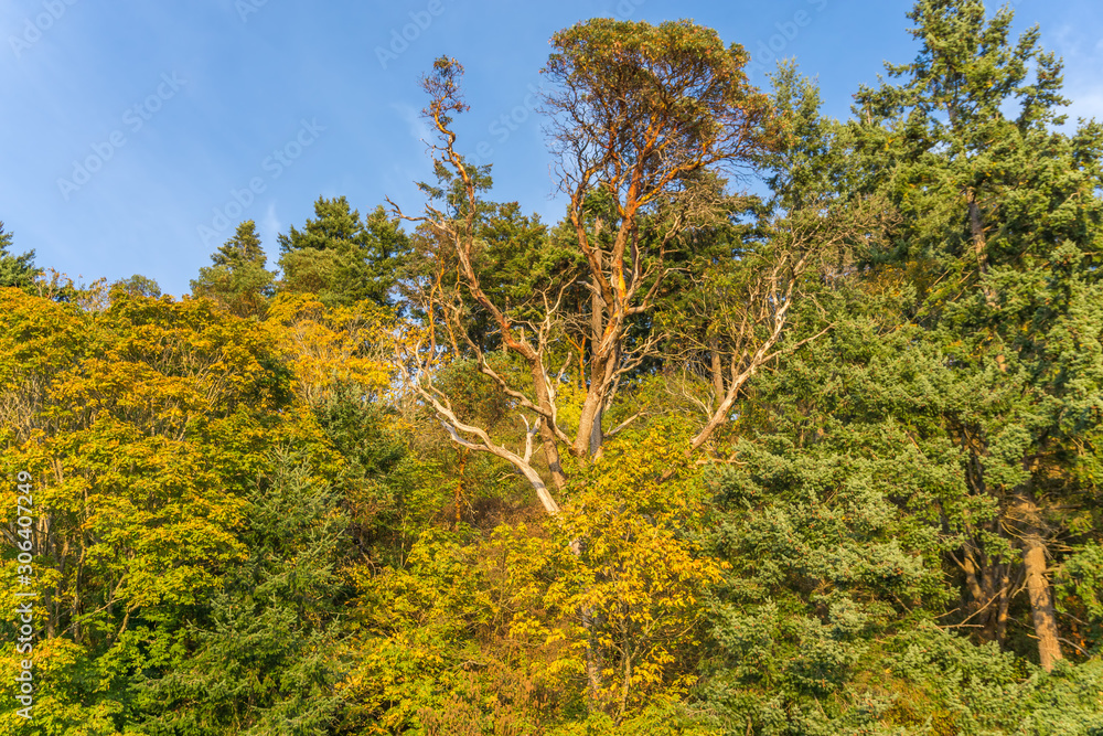 Fototapeta premium Yellow Leaves And Blue Sky 4