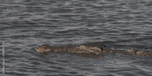 Nile crocodile at the chobe river, Botswana, Africa © Tim on Tour