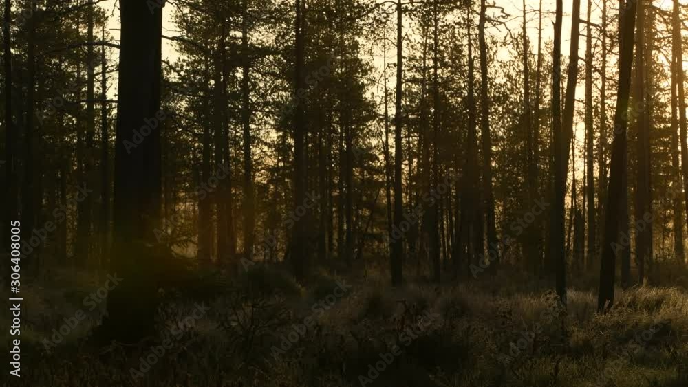 Early autumn morning - all in a fog. Pine forest at foggy sunrise. Tree trunks and cold mist. Early autumn morning - all in a fog. Pine forest at foggy sunrise. Tree trunks and cold mist.