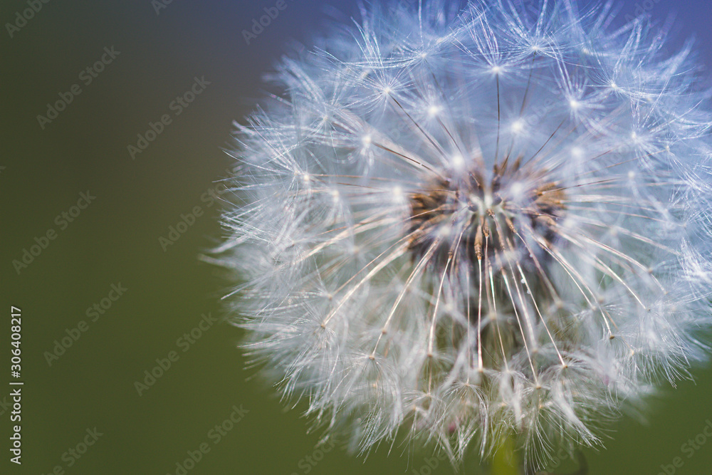 Fototapeta premium Pusteblume