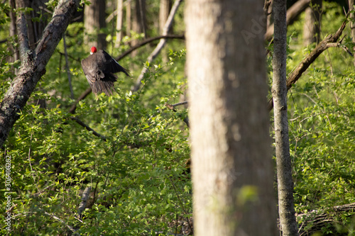 Pileated woodpecker